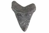 Fossil Megalodon Tooth - Georgia #151540-1